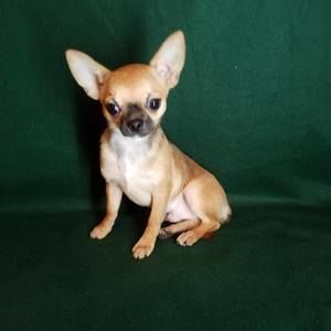 Meet your Posher, Sue